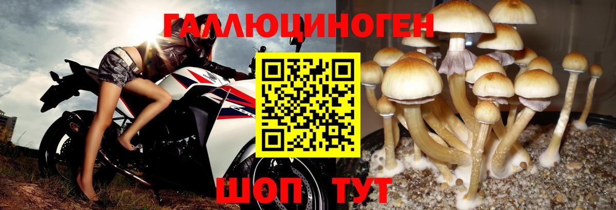 Сафоново  Галлюциногенные грибы ЛСД  Вход с VPN 